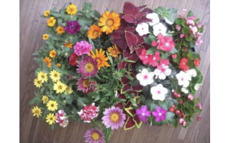 4月?6月発送予約 産地直送! 夏の花壇苗24個詰め合わせ