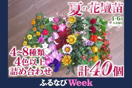 【ふるなびWEEK対象】夏の花壇苗40個詰め合わせ　４月～６月発送　FN-Limited-WE