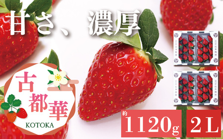 平群の古都華 いちご 2Lサイズ (2パック×2ケース) 計4パック 辻本農園2025年3月発送 | 果物 くだもの フルーツ 苺 イチゴ いちご ストロベリー 古都華 ことか 旬の品種 産地直送 奈良県 平群町