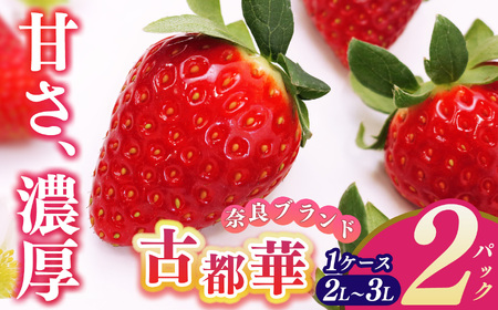平群の古都華 2L〜3Lサイズ (2パック 1ケース) 計2パック 辻本農園 | 果物 くだもの フルーツ 苺 イチゴ いちご ストロベリー 古都華 ことか 旬の品種 産地直送 奈良県 平群町