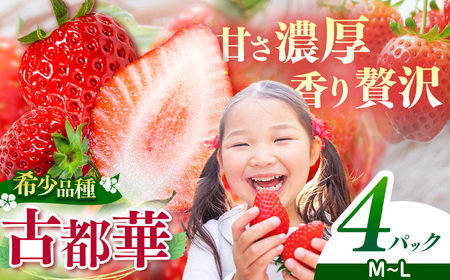4月発送 M〜Lサイズ 計4パック | 果物 いちご 古都華 希少 糖度 産地直送 奈良県 平群町