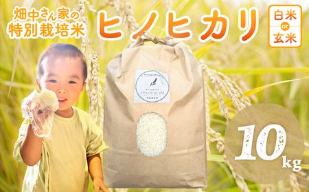 ʍ͔| _  Ђ̂Ђ 10kg qmqJ ޗǌ O