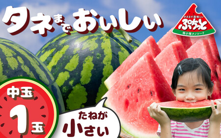 種まで美味しいスイカ「ぷちっと」 [2026年6月初旬〜6月下旬ごろ発送予定] / ヒロちゃんファーム 西瓜 スイカ すいか 果物 フルーツ デザート 奈良県 田原本町