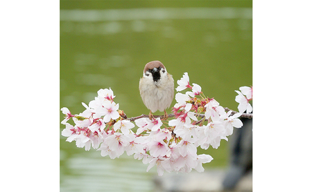 アートパネル すずめ