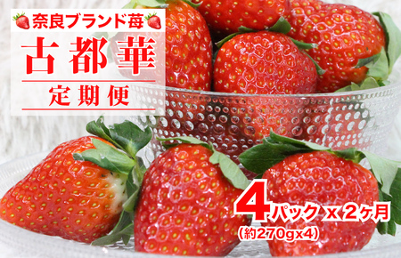 [2026年発送先行予約][2回定期便]いちご 苺 古都華(ことか) 270gx4パック 1080g 特産品 いちご イチゴ 奈良県産いちご 大人気いちご 定期 いちご