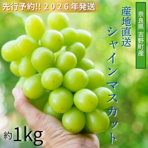 [令和8年分 先行予約]シャインマスカット 約1kg[山本観光ぶどう園]