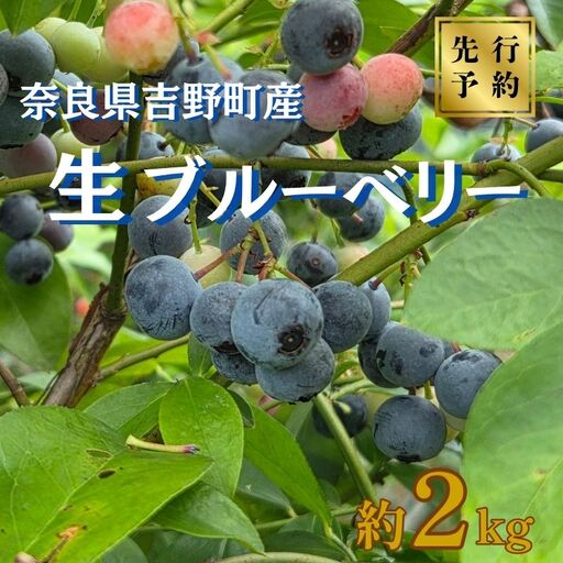 [令和8年分 先行予約]ブルーベリー 2kg [三茶屋ブルーベリー園]