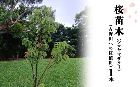 【6801-F20】桜苗木（シロヤマザクラ）1本（吉野山への桜植樹）《一般財団法人　22世紀吉野桜を愛でる会》