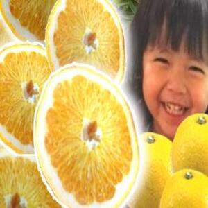 a̎RY  Gi 3kg(TCY܂)