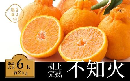 sm 󏭂Ȏ㊮nI Gi 6 (2kg)@y2026N2{`4{܂ŔzyKT2z