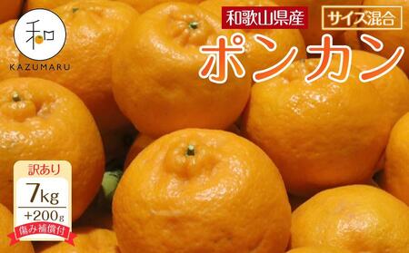 訳あり 森本農園の手選別 ポンカン 7kg +200g傷み補償付 和歌山県産 サイズ混合 [北海道・沖縄・離島配送不可][RN14]