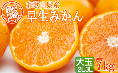早生みかん 約7kg 大玉 2L・3Lサイズおまかせ [ご家庭用] 和歌山県産 農園直送 まごころ産直みかん [北海道・沖縄県・一部離島 配送不可]大きい 蜜柑 温州みかん ちょっと訳あり わけあり 訳アリ [Mg50]