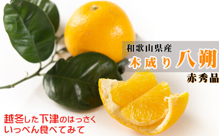赤秀 木成り 八朔 10kg 大小混合 サイズ不選別 [北海道・沖縄県・一部離島 配送不可] 和歌山県海南市産 完熟 はっさく フルーツ 柑橘 [Mg70]