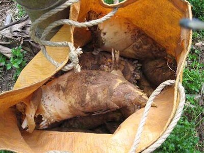 和歌山産 朝堀り 筍 2kg (ぬか付き)品種/孟宗竹