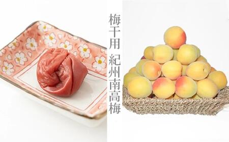 [梅干・梅酒用](2LまたはL-10Kg)熟南高梅[2026年6月上旬〜7月7日発送予定]フルーツ 果物 くだもの 食品 人気 おすすめ 送料無料[ART03]