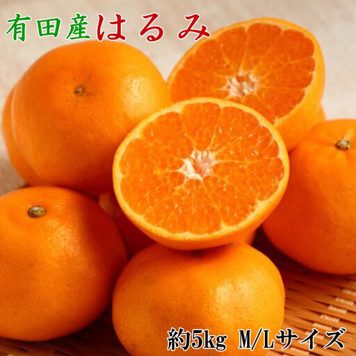 ［厳選・濃厚］紀州有田産のはるみ約5kg(M～Lサイズおまかせ) ★2027年1月下旬頃より順次出発送［TM28］