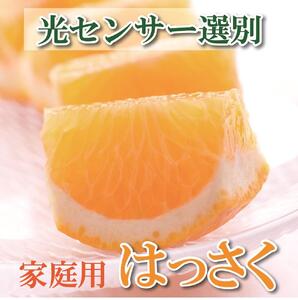 [先行予約]家庭用 はっさく5kg+250g(傷み補償分)[八朔みかん][訳あり・わけあり][IKE29]