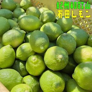 紀州和歌山 有田レモン 約2kg[農家直送][先行予約][MS67]
