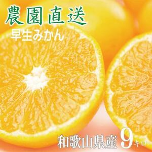 早生みかん 約9kg 大玉 2L・3Lサイズおまかせ 《ご家庭用》 ちょっと訳あり 和歌山県産 農園直送 まごころ産直みかん 【北海道・沖縄県・一部離島 配送不可】大きい 蜜柑 温州みかん わけあり 訳アリ