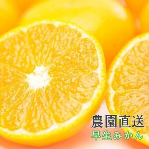 訳あり早生みかん7kg(大玉2L3Lサイズ)訳あり ご家庭用 まごころ産直みかん 訳ありみかん 和歌山みかん 下津みかん ちょっと訳あり わけありみかん 温州みかん 訳あり蜜柑[北海道・沖縄県・一部離島 配送不可]