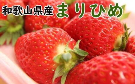 [2026年3月発送]和歌山県産ブランドいちご「まりひめ」約300g×2パック入り[TM99]