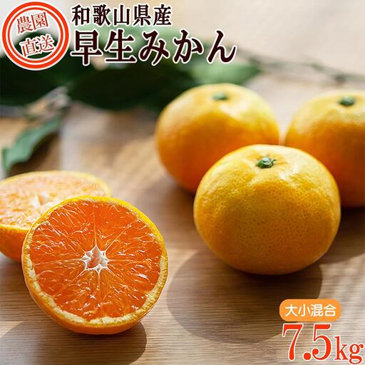 早生みかん 約7.5kg 大小混合 《ご家庭用》 和歌山県産 農園直送 まごころ産直みかん 【北海道・沖縄県・一部離島 配送不可】混合サイズ ミカン 蜜柑 温州みかん わけあり 訳アリ ちょっと訳あり ［Mg49］