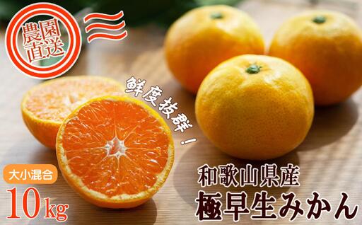 訳あり 極早生みかん 混合 10kg 和歌山みかん