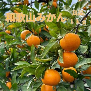 和歌山県海南市産みかん 秀品 約1kg（サイズ2S～2L）【red4】