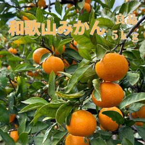 和歌山県海南市産みかん 秀品 約5kg（サイズ2S～2L）【red6】