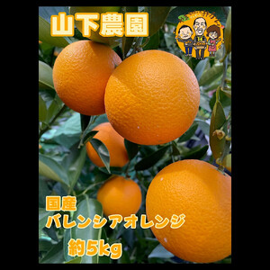家庭用 国産 バレンシアオレンジ 約5kg M～LLサイズ 山下農園