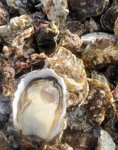 yNza̎R  y kt Mp TCY I 2kg Ⓚ