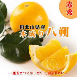 [2026年先行予約]八朔 はっさく 木成り 赤秀 10kg 3月下旬〜4月下旬に順次出荷予定(サイズ不選別)|和歌山県海南市産 完熟はっさく フルーツ 柑橘系