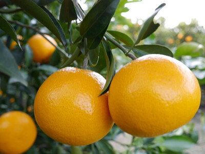 ※先行予約・2026年3月下旬発送開始予定※ 秀品 春峰 5kg L〜3Lサイズお任せ