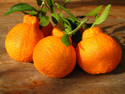 ※先行予約・2026年3月下旬発送開始予定※ 不知火 3Lサイズ 18玉 約5kg 秀品