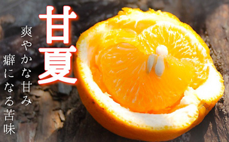 甘夏 9kg 訳あり 甘夏みかん