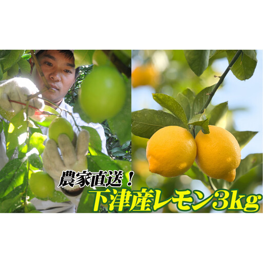 レモン 約3kg 大小混合サイズ 11月〜2月に鈴木みかん農園より農園直送! 青いレモン 黄色いレモン ※北海道・沖縄・離島への配送不可