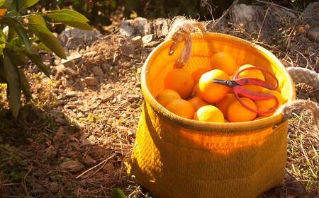 ��ʂ݂��� �󂠂� 6kg 2L3L�T�C�Y �C��s �݂���