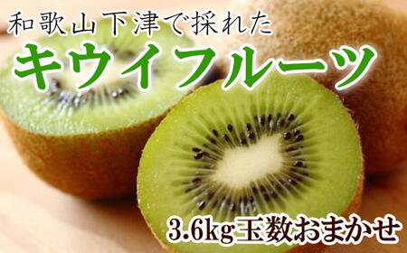 和歌山の下津で採れたキウイフルーツ約3.6kg(玉数おまかせ・秀品)★2026年1月中旬頃より順次発送[TM111]