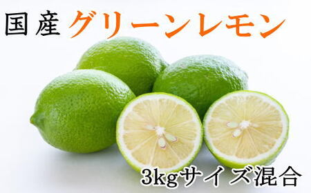 [産直]和歌山産グリーンレモン約3kg(サイズ混合)★2025年10月下旬頃より順次発送[TM7]
