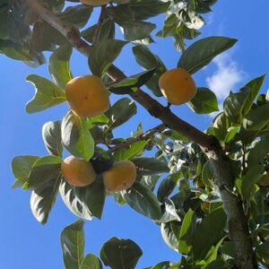 [先行受付][訳あり・家庭用]和歌山県産 たねなし柿 7.5kg_果物・フルーツ 柿(カキ) かき_