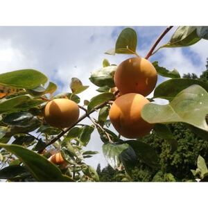 �y��s��t�z���{�s�Y�@���˂Ȃ��`�@7.5kg_�ʕ��E�t���[�c �`�i�J�L�j  ����_�y1526006�z