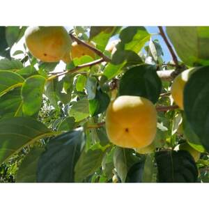 �y��s��t�z���{�s�Y�@���˂Ȃ��`�@2kg�@(�ƒ�p�@�󂠂�)_�ʕ��E�t���[�c �`�i�J�L�j  ����_�y1526601�z