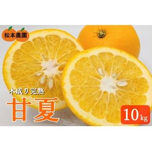 甘夏 令和8年4月下旬より発送 木成り完熟甘夏みかん 約10kg [数量限定]松本農園 橋本市産_果物・フルーツ みかん ミカン 蜜柑_