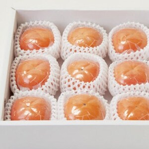 a̎RY I̐` ^ 2L 9_ʕEt[c `iJLj  _y1597973z