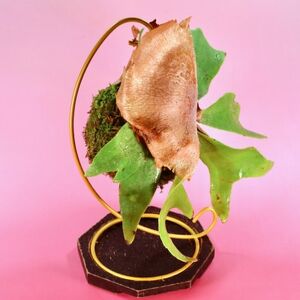 苔玉 ビカクシダ_花・観葉植物 観葉植物・苗木 _