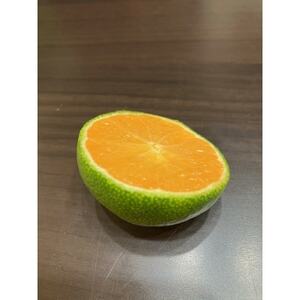 [先行受付]和歌山県産温州みかん 5kg わけあり品