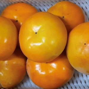 柳フルーツ園　富有柿(約5kg)