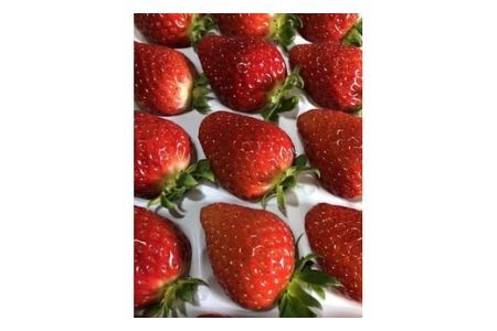 I 嗱 u܂Ђ߁vP(B236-2)