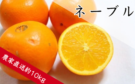 ネーブル(約5kg)(B360-1)