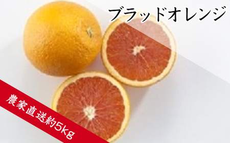 ブラッドオレンジ(約5kg)(B143-1)